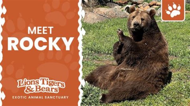 What happened to Rocky the bear?